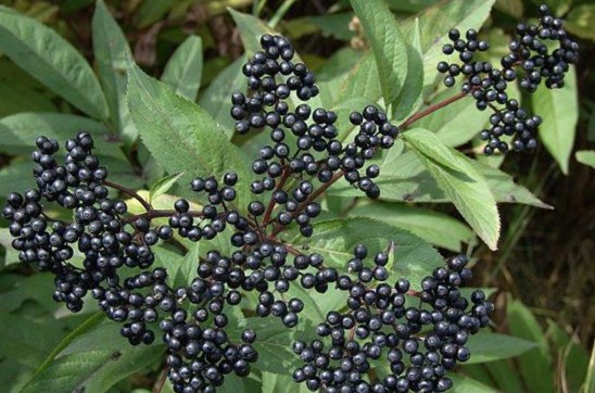 Бузина черная - Sambucus nigra