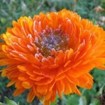 Календула - цветок красоты и здоровья